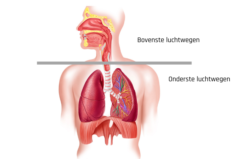 Acute infecties van de onderste luchtwegen · Gezondheid en wetenschap
